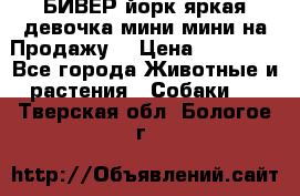 БИВЕР йорк яркая девочка мини мини на Продажу! › Цена ­ 45 000 - Все города Животные и растения » Собаки   . Тверская обл.,Бологое г.